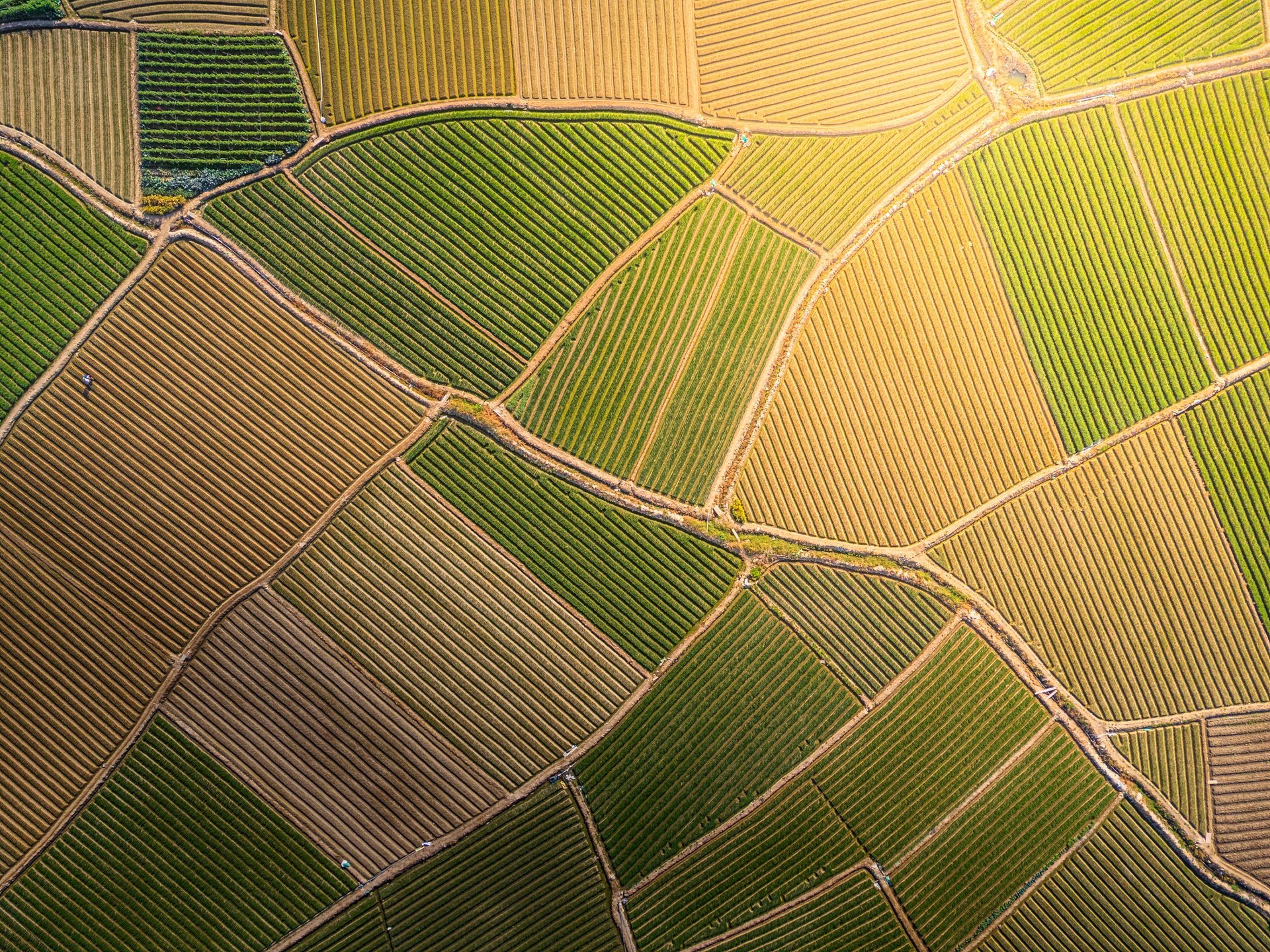 Aerial view of sprawling farmland, representing the drone's eye perspective for portfolio showcase