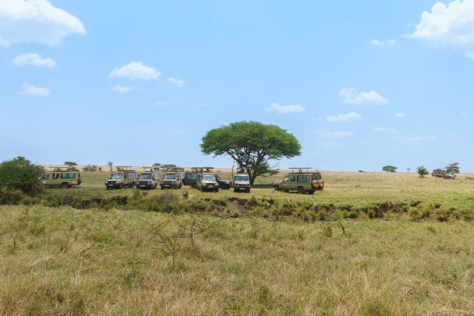Serengeti Tanzania - Fleet of safari vehicles filled with tourists lined up along bank watching male lion