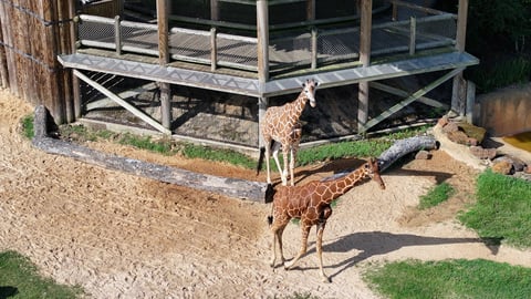 Giraffes at zoo