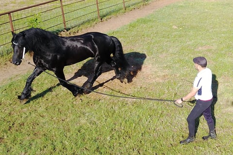 Horse lunging