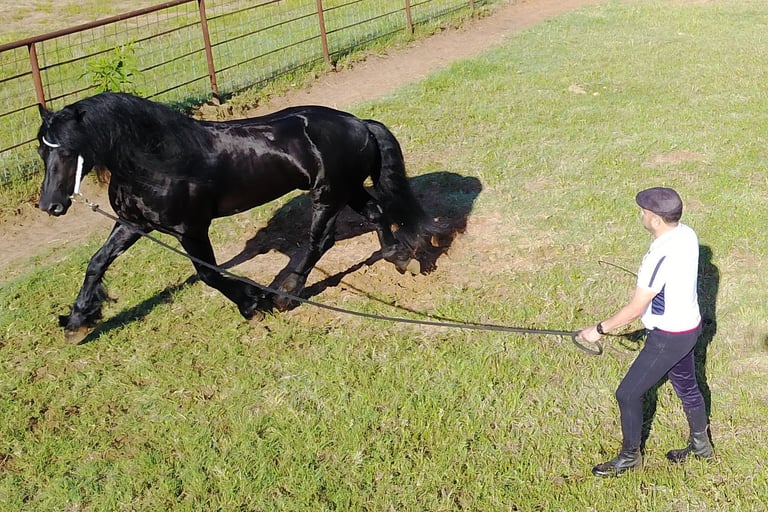 A woman in a white shirt and hat lunges a black horse on a long rope in an open grassy pasture