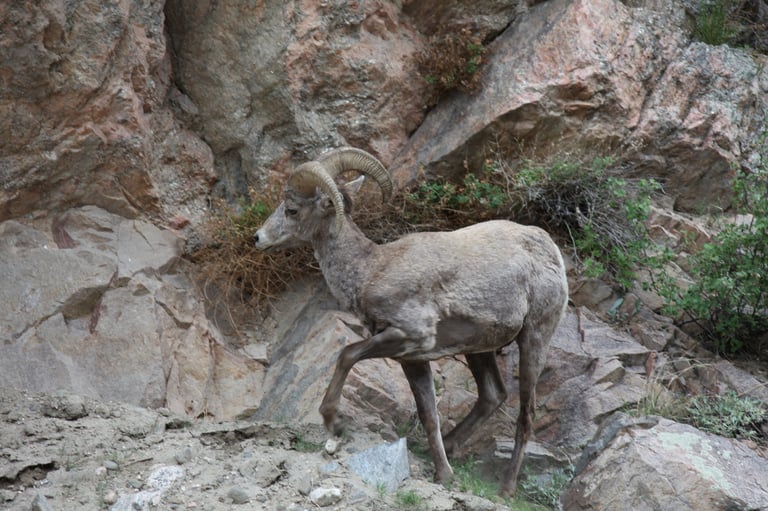 Desert bighorn sheep with curved horns standing on rocky terrain near cliff face