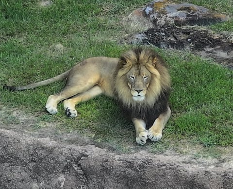 Lion on grass