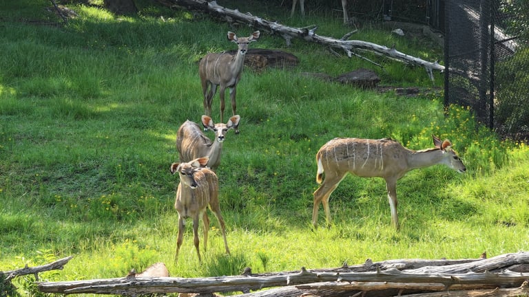 A group of five deer grazing in a grassy meadow with fallen logs and a fence in the background