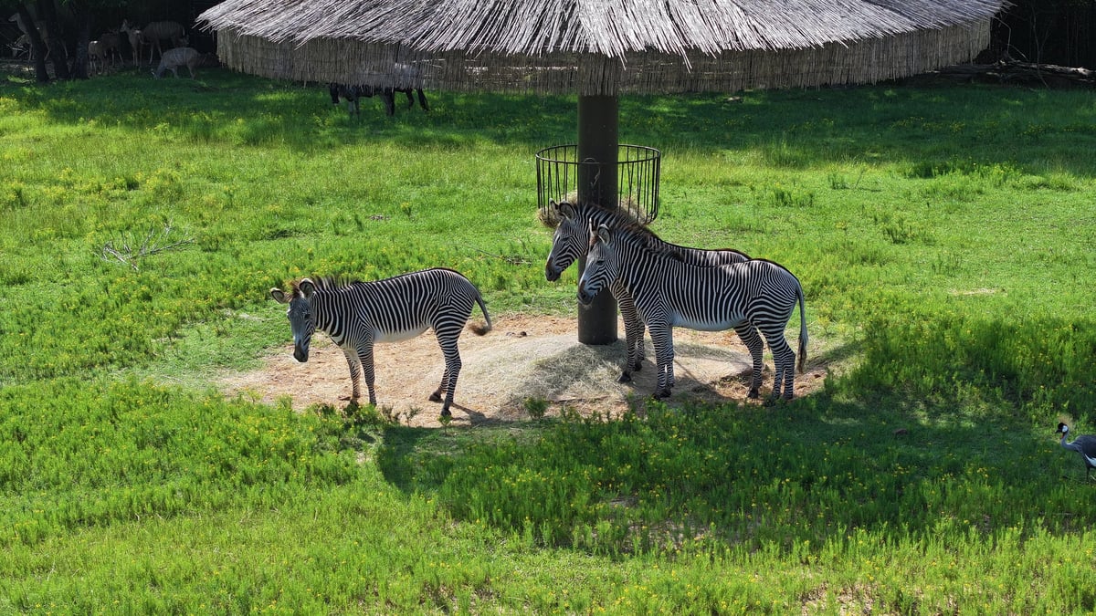 Two striped zebras eating hay beneath a thatched roof shelter in a green grassy enclosure